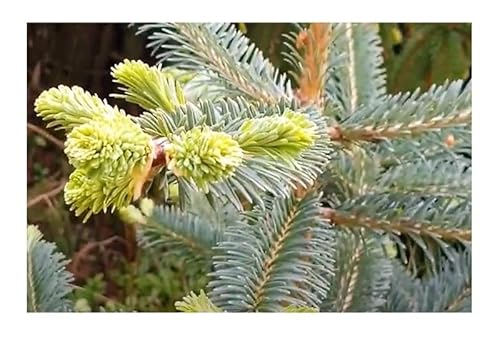 Stk - 10x Abies magnifica Pracht-Tanne Tannenbaum Pflanzen - Samen B500 - Seeds & Plants Shop by Ipsa Stk - 10x Abies magnifica Pracht-Tanne Tannenbaum Pflanzen - Samen B500 - Seeds & Plants Shop by Ipsa von Seeds & Plants Shop by Ipsa