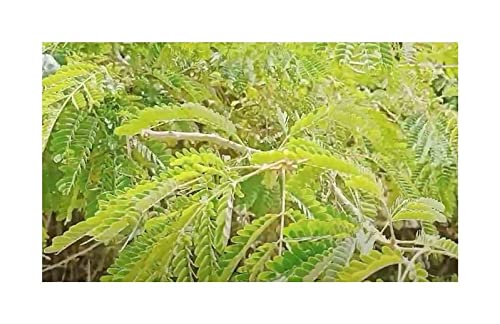 Stk - 10x Acacia concinna Shikakai Baum Garten Pflanzen - Samen ID1052 - Seeds & Plants Shop by Ipsa von Seeds & Plants Shop by Ipsa