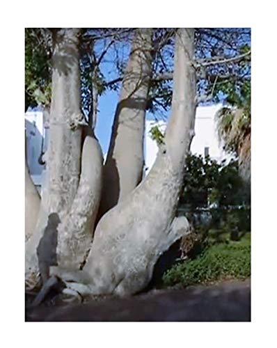 Stk - 10x Adansonia digitata Baobab Affenbrot Baum Pflanzen - Samen ID177 - Seeds & Plants Shop by Ipsa von Seeds & Plants Shop by Ipsa