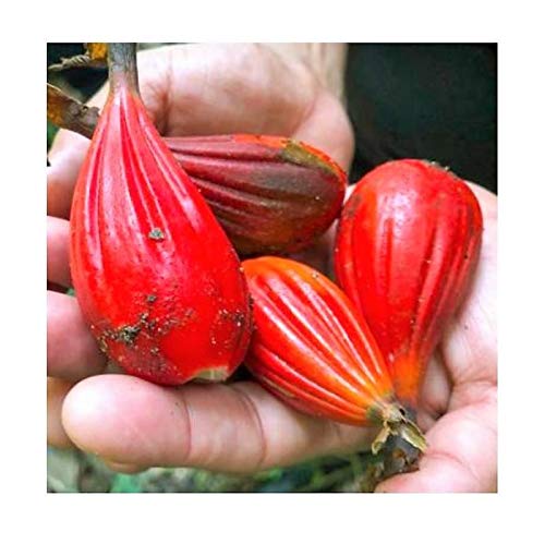 Stk - 10x Aframomum sulcatum Ingwer essbar Garten Pflanzen - Samen ID232 - Seeds & Plants Shop by Ipsa Stk - 10x Aframomum sulcatum Ingwer essbar Garten Pflanzen - Samen ID232 - Seeds & Plants Shop by Ipsa von Seeds & Plants Shop by Ipsa