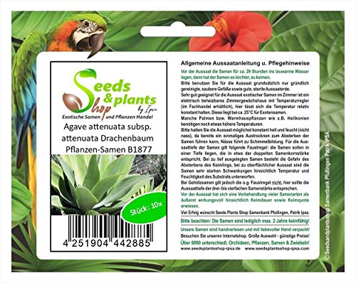 Stk - 10x Agave attenuata subsp. attenuata Drachenbaum Pflanzen-Samen B1877 - Seeds & Plants Shop by Ipsa von Seeds & Plants Shop by Ipsa