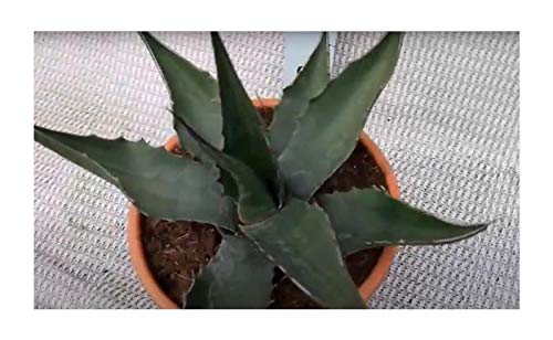 Stk - 10x Agave montana Bergagave Kaktus Garten Pflanzen - Samen B1887 - Seeds & Plants Shop by Ipsa von Seeds & Plants Shop by Ipsa