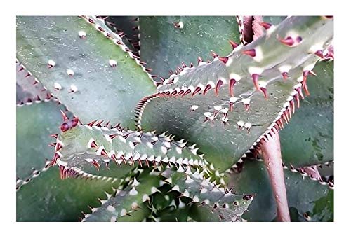 Stk - 10x Aloe aculeata Köcherbaum Ngopanie Garten Pflanzen - Samen B624 - Seeds & Plants Shop by Ipsa von Seeds & Plants Shop by Ipsa