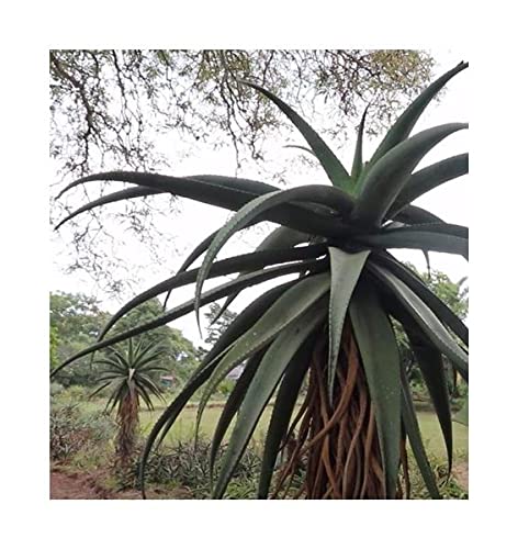 Stk - 10x Aloe excelsa Zimbabwe Aloe Sukkulenten Garten Pflanzen - Samen ID784 - Seeds & Plants Shop by Ipsa von Seeds & Plants Shop by Ipsa