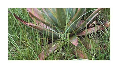Stk - 10x Aloe macroclada Sukkulenten Garten Pflanzen - Samen ID803 - Seeds & Plants Shop by Ipsa von Seeds & Plants Shop by Ipsa