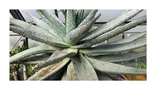 Stk - 10x Aloe marlothii subsp. marlothii Bergaloe Garten Pflanzen - Samen ID807 - Seeds & Plants Shop by Ipsa von Seeds & Plants Shop by Ipsa