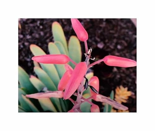 Stk - 10x Aloe plicatilis - Fächer Aloe Strauch Aloe Garten Pflanzen - Samen ID1668 - Seeds & Plants Shop by Ipsa von Seeds & Plants Shop by Ipsa