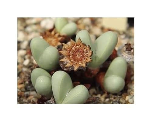 Stk - 10x Argyroderma framesii ssp hallii Garten Pflanzen - Samen B687 - Seeds & Plants Shop by Ipsa von Seeds & Plants Shop by Ipsa