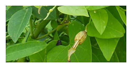 Stk - 10x Aristolochia anguicida Kletterpflanze Garten Pflanzen - Samen ID997 - Seeds & Plants Shop by Ipsa von Seeds & Plants Shop by Ipsa