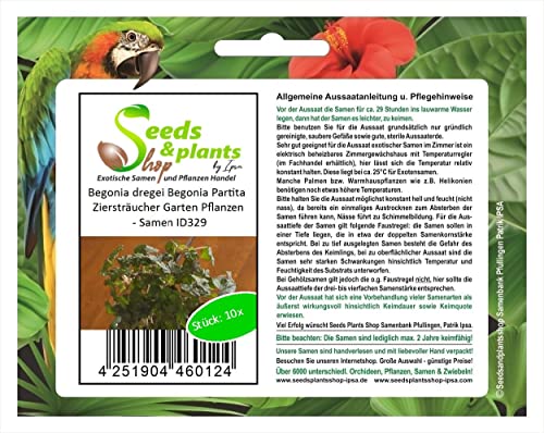 Stk - 10x Begonia dregei Begonia Partita Ziersträucher Garten Pflanzen - Samen ID329 - Seeds & Plants Shop by Ipsa von Seeds & Plants Shop by Ipsa