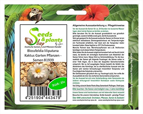 Stk - 10x Blossfeldia liliputana Kaktus Garten Pflanzen - Samen B1939 - Seeds & Plants Shop by Ipsa von Seeds & Plants Shop by Ipsa