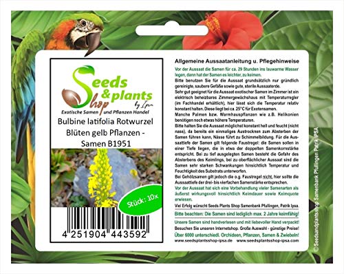 Stk - 10x Bulbine latifolia Rotwurzel Blüten gelb Pflanzen - Samen B1951 - Seeds & Plants Shop by Ipsa von Seeds & Plants Shop by Ipsa