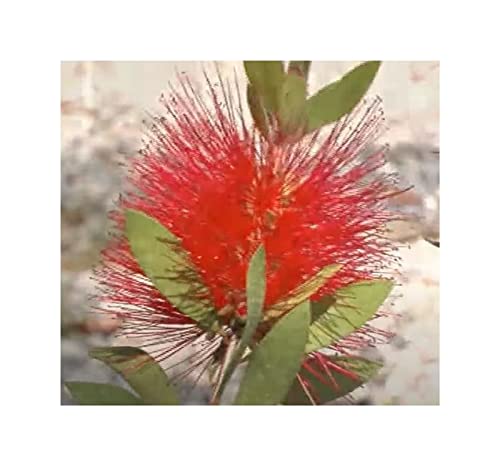Stk - 10x Callistemon subulatus Zwerg Flaschenputzer Garten Pflanzen - Samen ID1156 - Seeds & Plants Shop by Ipsa von Seeds & Plants Shop by Ipsa