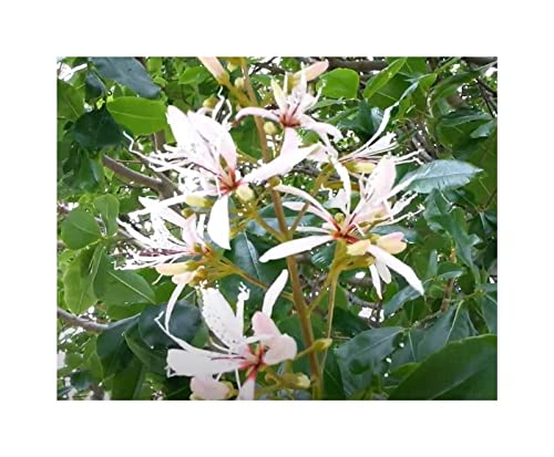 Stk - 10x Calodendrum capense Baum Garten Pflanzen - Samen ID1157 - Seeds & Plants Shop by Ipsa Stk - 10x Calodendrum capense Baum Garten Pflanzen - Samen ID1157 - Seeds & Plants Shop by Ipsa von Seeds & Plants Shop by Ipsa