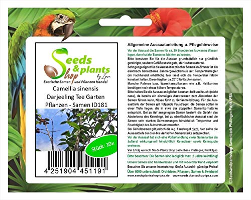 Stk - 10x Camellia sinensis Darjeeling Tee Garten Pflanzen - Samen ID181 - Seeds & Plants Shop by Ipsa von Seeds & Plants Shop by Ipsa