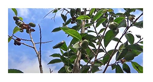 Stk - 10x Camellia sinensis Darjeeling Tee Garten Pflanzen - Samen ID181 - Seeds & Plants Shop by Ipsa von Seeds & Plants Shop by Ipsa
