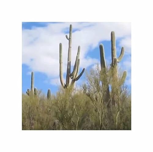 Stk - 10x Carnegiea gigantea - Saguaro Kaktus Früchte essbar Pflanzen - Samen ID1676 - Seeds & Plants Shop by Ipsa von Seeds & Plants Shop by Ipsa