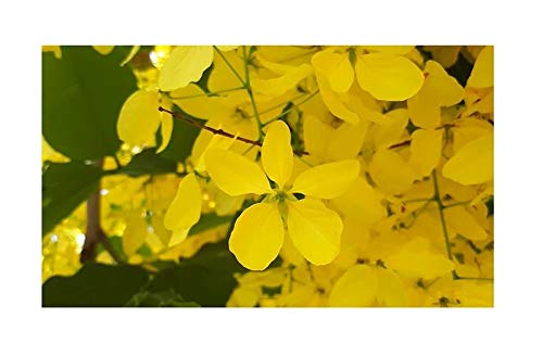 Stk - 10x Cassia fistula Röhrenkassie Goldregen Baum Pflanzen - Samen ID76 - Seeds & Plants Shop by Ipsa von Seeds & Plants Shop by Ipsa