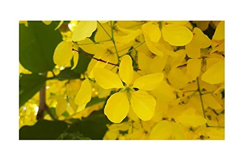 Stk - 10x Cassia fistula Röhrenkassie Goldregen Baum Pflanzen - Samen ID76 - Seeds & Plants Shop by Ipsa von Seeds & Plants Shop by Ipsa