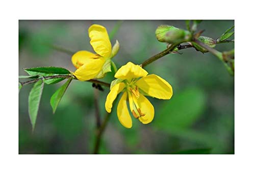Stk - 10x Cassia occidentalis Kaffee Kassie Strauch Pflanzen - Samen ID22 - Seeds & Plants Shop by Ipsa von Seeds & Plants Shop by Ipsa