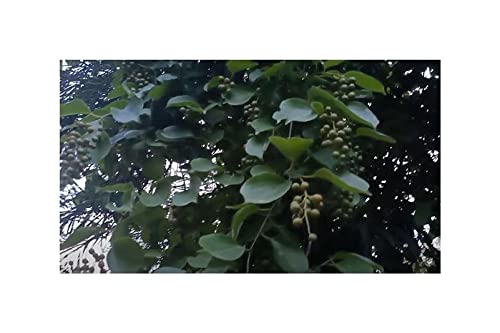 Stk - 10x Celastrus paniculatus Jyotishmati Garten Pflanzen - Samen ID1182 - Seeds & Plants Shop by Ipsa von Seeds & Plants Shop by Ipsa
