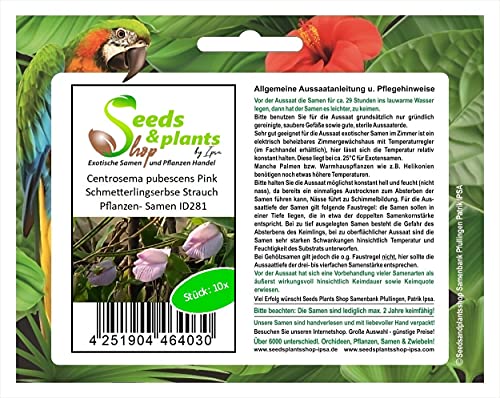 Stk - 10x Centrosema pubescens Pink Schmetterlingserbse Strauch Pflanzen- Samen ID281 - Seeds & Plants Shop by Ipsa von Seeds & Plants Shop by Ipsa