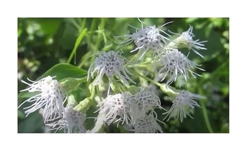 Stk - 10x Chromolaena odorata Strauch Halbstrauch Garten Pflanzen - Samen B311 - Seeds & Plants Shop by Ipsa von Seeds & Plants Shop by Ipsa