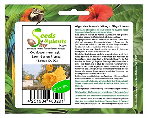Stk - 10x Cochlospermum regium Baum Garten Pflanzen - Samen ID1208 - Seeds & Plants Shop by Ipsa von Seeds & Plants Shop by Ipsa