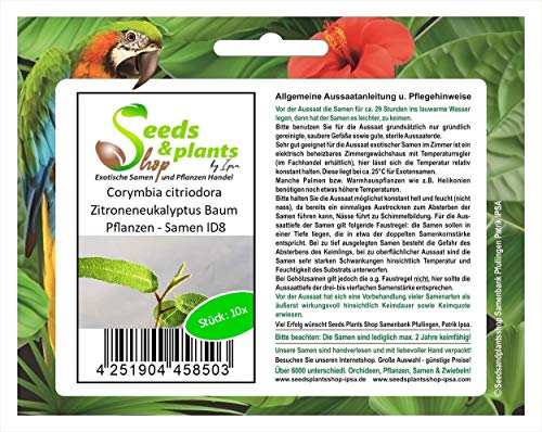 Stk - 10x Corymbia citriodora Zitroneneukalyptus Baum Pflanzen - Samen ID8 - Seeds & Plants Shop by Ipsa von Seeds & Plants Shop by Ipsa