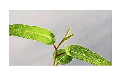 Stk - 10x Corymbia citriodora Zitroneneukalyptus Baum Pflanzen - Samen ID8 - Seeds & Plants Shop by Ipsa von Seeds & Plants Shop by Ipsa