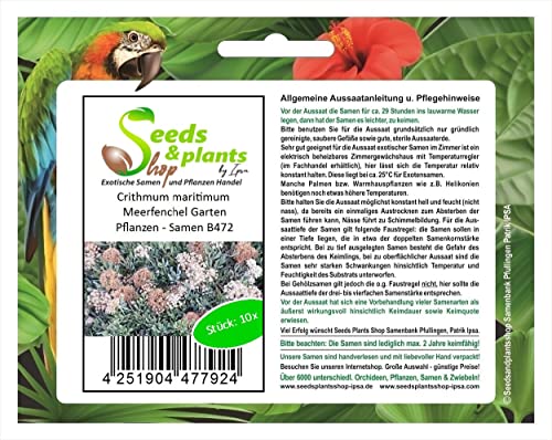 Stk - 10x Crithmum maritimum Meerfenchel Halbstrauch Garten Pflanzen - Samen B472 - Seeds & Plants Shop by Ipsa von Seeds & Plants Shop by Ipsa