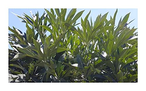 Stk - 10x Cussonia paniculata subsp. sinuata Kohlpalme Kohlbaum Caudex Blüten B2016 - Seeds & Plants Shop by Ipsa von Seeds & Plants Shop by Ipsa