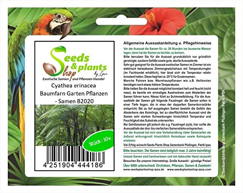 Stk - 10x Cyathea erinacea Baumfarn Garten Pflanzen - Samen B2020 - Seeds & Plants Shop by Ipsa von Seeds & Plants Shop by Ipsa