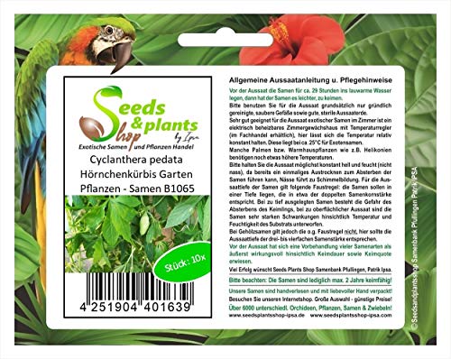 Stk - 10x Cyclanthera pedata Hörnchenkürbis Garten Pflanzen - Samen B1065 - Seeds & Plants Shop by Ipsa von Seeds & Plants Shop by Ipsa