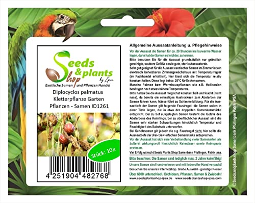 Stk - 10x Diplocyclos palmatus Kletterpflanze Garten Pflanzen - Samen ID1261 - Seeds & Plants Shop by Ipsa von Seeds & Plants Shop by Ipsa