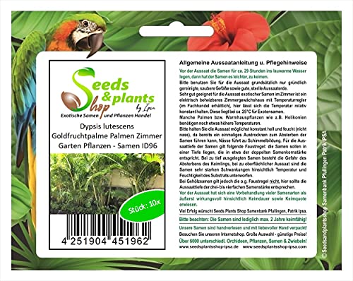 Seeds & Plants Shop by Ipsa Stk - 10x Dypsis lutescens Goldfruchtpalme Palmen Zimmer Garten Pflanzen - Samen ID96 - Samenbank Pfullingen Patrik von Seeds & Plants Shop by Ipsa