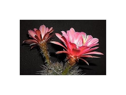 Stk - 10x Echinopsis kermesina Kaktus Zimmer Garten Pflanzen - Samen B1395 - Seeds & Plants Shop by Ipsa Stk - 10x Echinopsis kermesina Kaktus Zimmer Garten Pflanzen - Samen B1395 - Seeds & Plants Shop by Ipsa von Seeds & Plants Shop by Ipsa