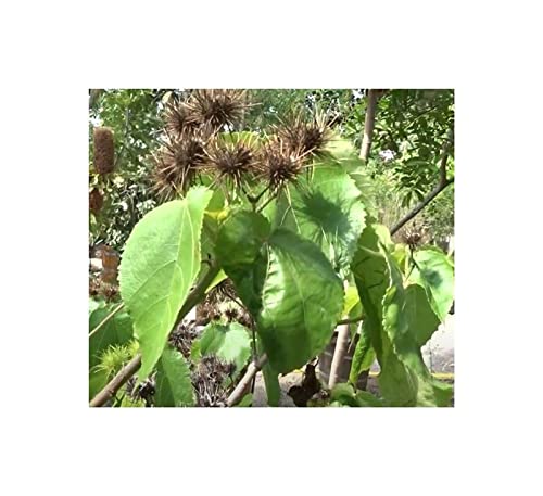 Stk - 10x Entelea arborescens Strauch Garten Pflanzen - Samen ID1274 - Seeds & Plants Shop by Ipsa von Seeds & Plants Shop by Ipsa