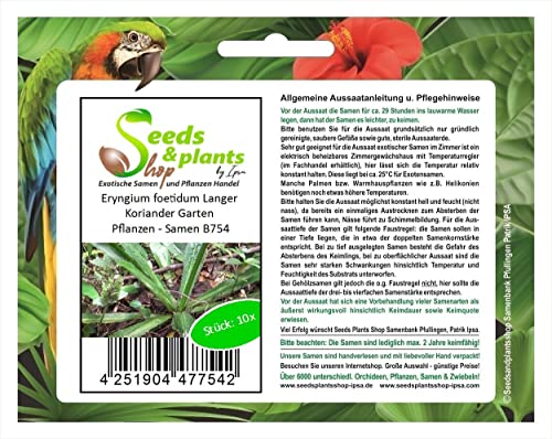 Stk - 10x Eryngium foetidum Langer Koriander Garten Pflanzen - Samen B754 - Seeds & Plants Shop by Ipsa von Seeds & Plants Shop by Ipsa