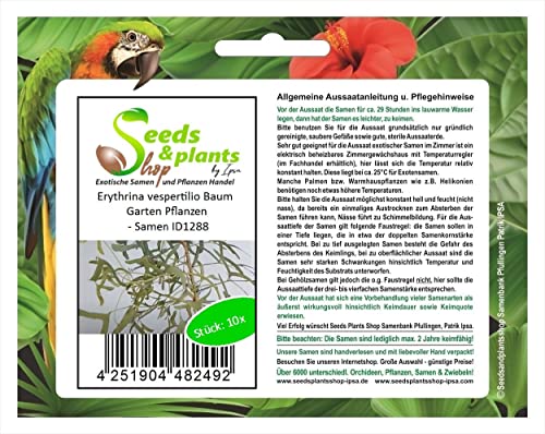 Stk - 10x Erythrina vespertilio Baum Garten Pflanzen - Samen ID1288 - Seeds & Plants Shop by Ipsa von Seeds & Plants Shop by Ipsa