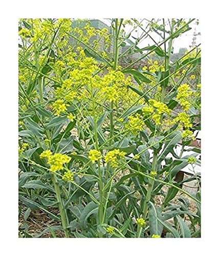 Stk - 10x Färberwaid zweijährige Isatis tinctoria Färberpflanze Samen A416 - Seeds & Plants Shop by Ipsa von Seeds & Plants Shop by Ipsa