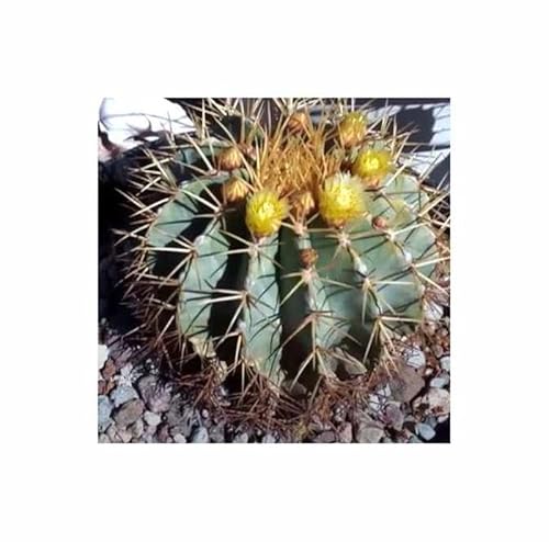 Stk - 10x Ferocactus glaucescens Kaktus polsterbildende Wuchsform frische Samen ID1678 - Seeds & Plants Shop by Ipsa von Seeds & Plants Shop by Ipsa