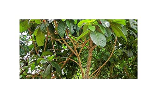 Stk - 10x Ficus habrophylla Grossblättrige Feige Garten Pflanzen - Samen ID1330 - Seeds & Plants Shop by Ipsa von Seeds & Plants Shop by Ipsa