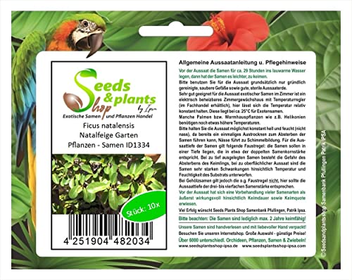 Stk - 10x Ficus natalensis Natalfeige Garten Pflanzen - Samen ID1334 - Seeds & Plants Shop by Ipsa von Seeds & Plants Shop by Ipsa