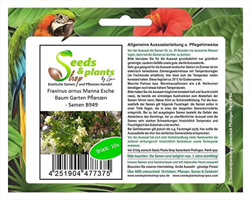 Stk - 10x Fraxinus ornus Manna Esche Baum Garten Pflanzen - Samen B949 - Seeds & Plants Shop by Ipsa von Seeds & Plants Shop by Ipsa