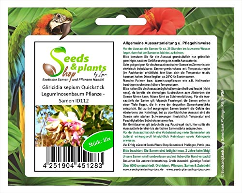 Stk - 10x Gliricidia sepium Quickstick Leguminosenbaum Pflanze - Samen ID112 - Seeds & Plants Shop by Ipsa von Seeds & Plants Shop by Ipsa