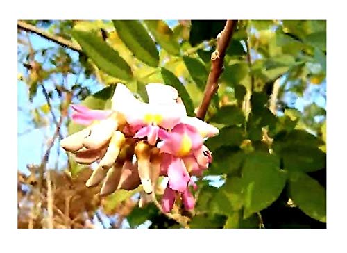 Stk - 10x Gliricidia sepium Quickstick Leguminosenbaum Pflanze - Samen ID112 - Seeds & Plants Shop by Ipsa Stk - 10x Gliricidia sepium Quickstick Leguminosenbaum Pflanze - Samen ID112 - Seeds & Plants Shop by Ipsa von Seeds & Plants Shop by Ipsa