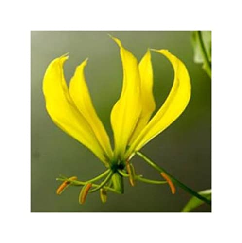 Stk - 10x Gloriosa superba Yellow Ruhmeskrone Garten Pflanzen - Samen ID926 - Seeds & Plants Shop by Ipsa von Seeds & Plants Shop by Ipsa