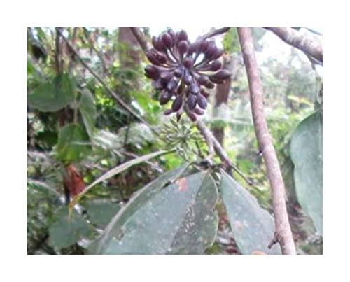 Stk - 10x Guatteria recurvisepala Baum Garten Pflanzen - Samen ID1010 - Seeds & Plants Shop by Ipsa von Seeds & Plants Shop by Ipsa
