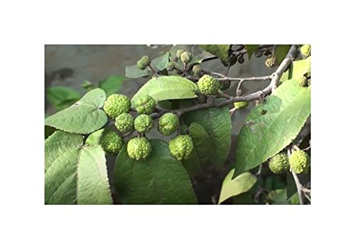 Stk - 10x Guazuma ulmifolia Westindische Ulme Garten Pflanzen - Samen ID1369 - Seeds & Plants Shop by Ipsa von Seeds & Plants Shop by Ipsa